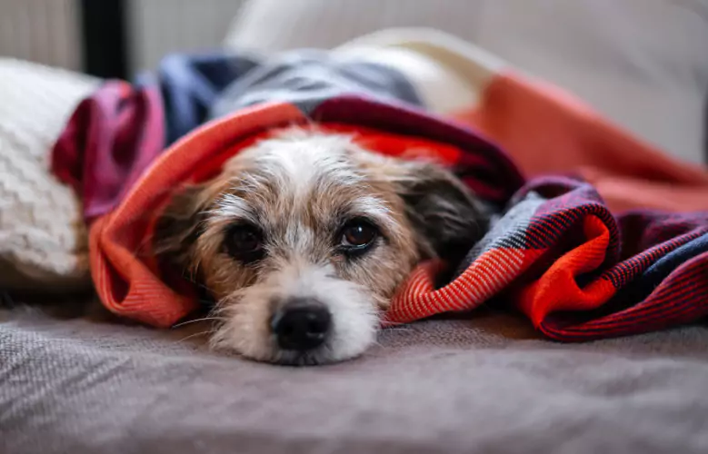 Cachorro de porte pequeno deitado coberto com manta.