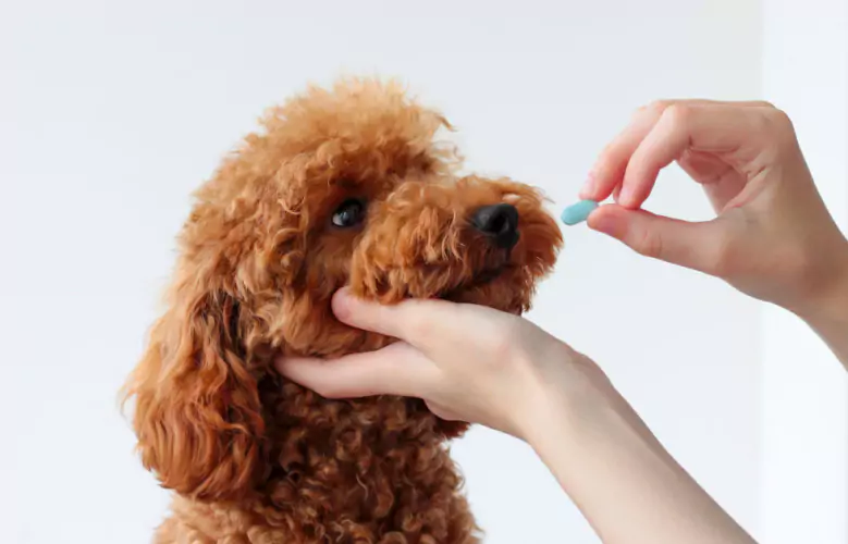 Cachorro de cor marrom tomando medicação.