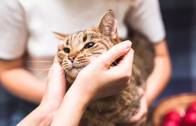 Gato sendo acariciado enquanto é examinado pelo veterinário.