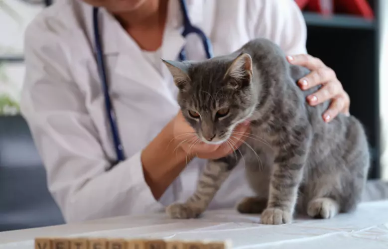 Gatinho cinza malhado sendo examinado por veterinário.