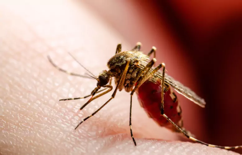 Mosquito picando pele de humano, representando transmissão de leishmaniose.